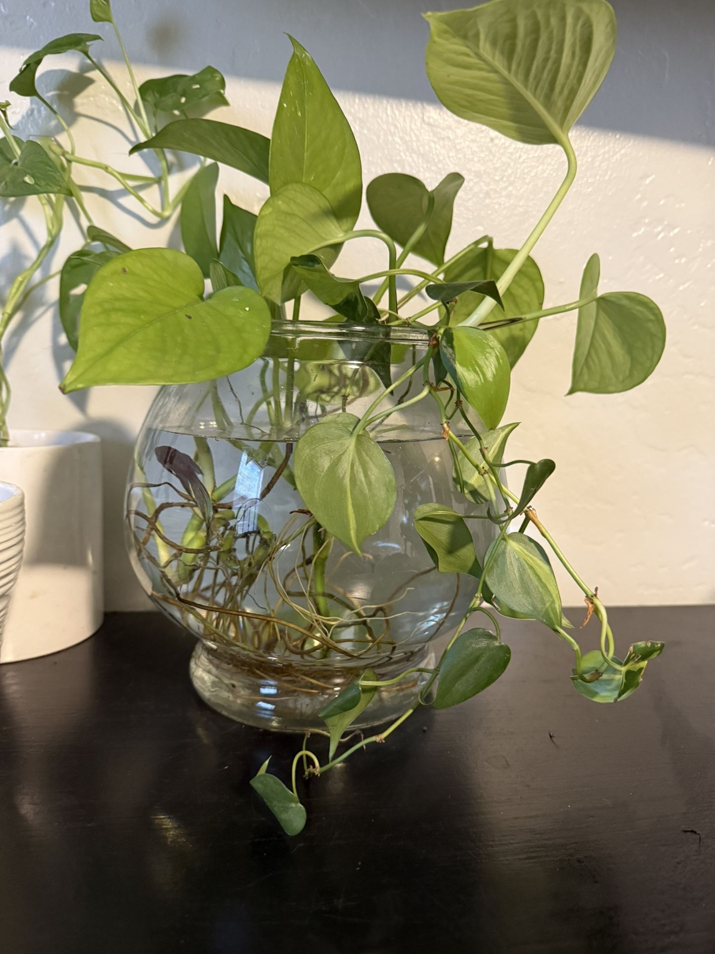 Plants