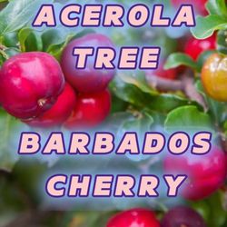 Barbados Cherry Tree Plant 6 Inches Tall, Well Rooted 