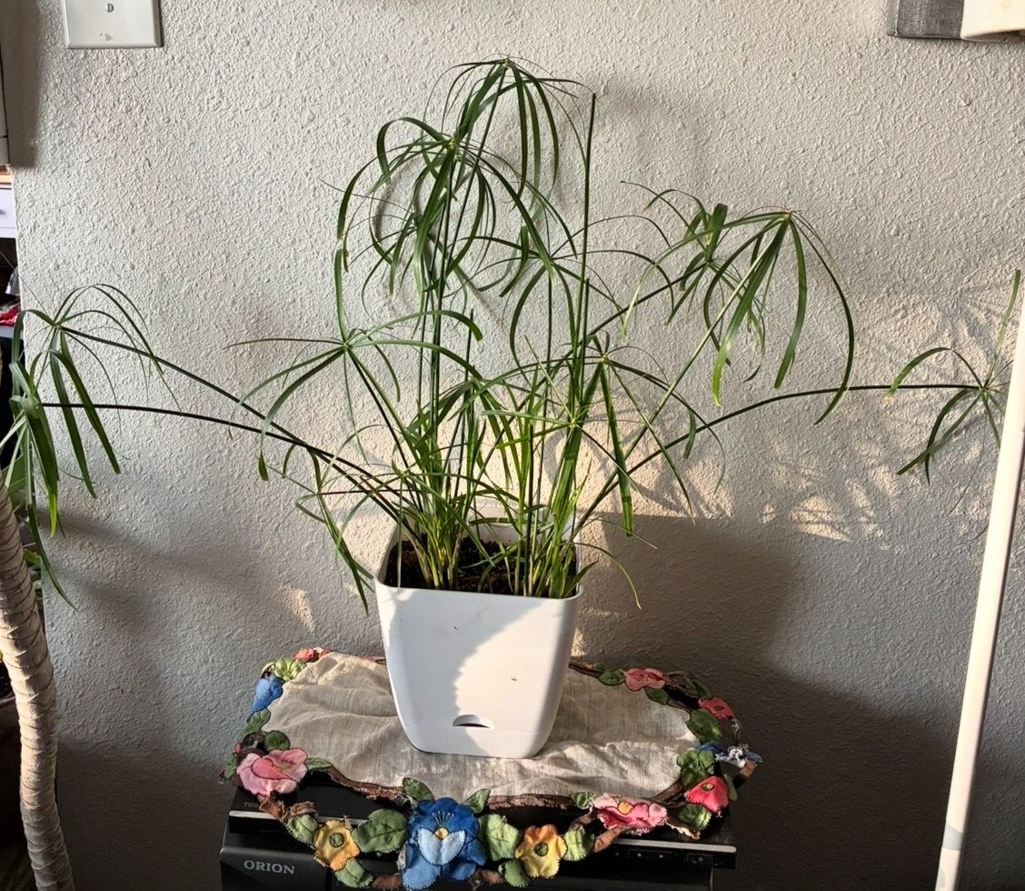 Papyrus plant