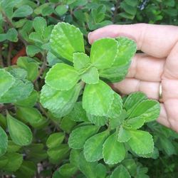 Vicks succulent Starter plant . Fast Grower