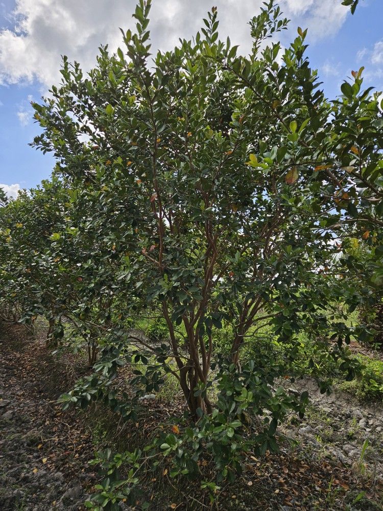 Psidium Littorale
Strawberry Guava Tree Huge Full Beautiful  Raffi For Planting