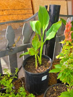 Yellow canna lily plant