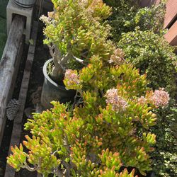 Jade Plant,crassula Ovata,”Gollum”,finger Jade,shreck Ears…