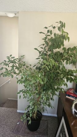 6 Foot Tall Weeping Ficus