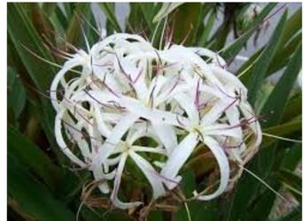 Tropical Plant Crinum Lily Green Variety White Flowers Fragrant