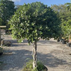 Green Island Ficus Topiary 7-8’ Tall