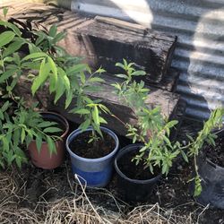 Sweet Peach  Tree  / Árboles De Duraznos 