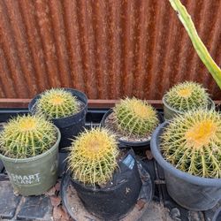 Yellow Barrels Cacti