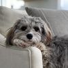 Gretchen