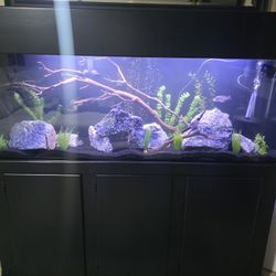 Manzanita Wood For Aquarium 