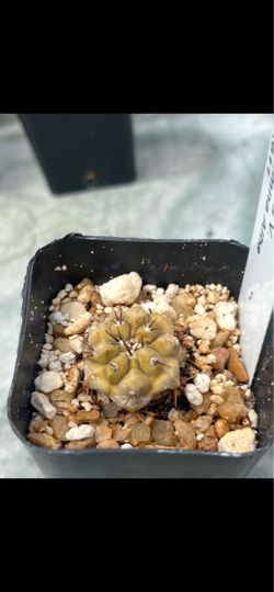 Copiapoa