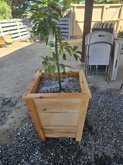 Cedar Tree Planters