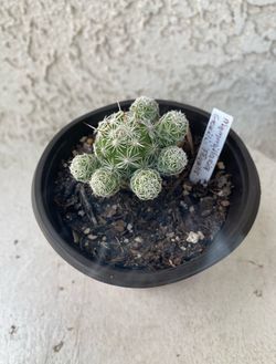 4 Inch Pot Cactus Plant - Mammillaria Gracilis Fragilis - Thimble Cactus - Live Cacti - Rooted & Established - Drought Resistant - 🌵