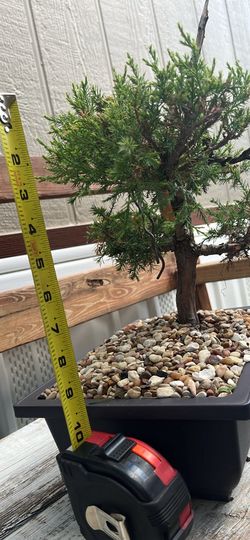 Bonsai