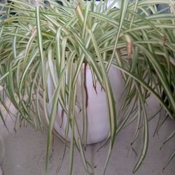 Huge Pot, Beautiful Plant 