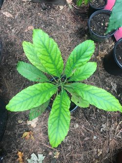 A few Avocado Trees that are two or three years old $12. each