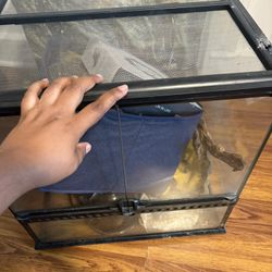 Reptile terrarium 