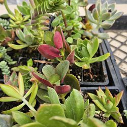 $5  Variety 6PAK Or 6Pak Of Same. $5 For Large Succulent In .5 Gallon Pot