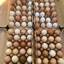 Farm Fresh Eggs 