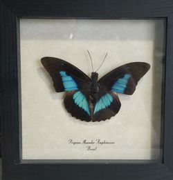 Blue-Banded Prepona Butterfly - "Giant Rainforest Reflector"