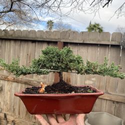 Bonsai Japanese Garden Juniper $50 Each