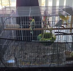 parakeet birds - cage