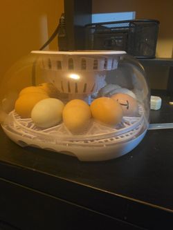 🐥 Barnyard Mix Chicks – Taking Reservations!