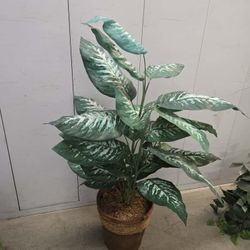 Fake Plant $ 30  In Good Condition 