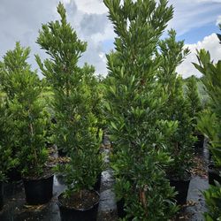 Japanese Blueberry Topiary Tree  6 To 7  Tall Best Decoration Piece