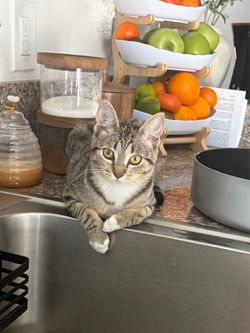 Free Kitty