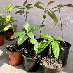 Hass avocado Tree