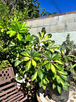 Umbrella tree plant