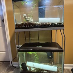 10 Gallon Aquarium 