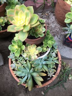 Assorted plants in terra cotta pot