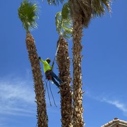 Palm Tree trimming 