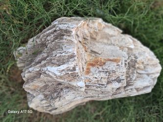 60-70 Pound Petrified Wood