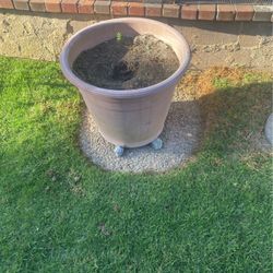 Pot