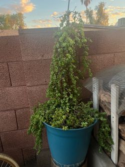 Extra Extra Extra Large Trailing Plant Blue Planter Elephant Food