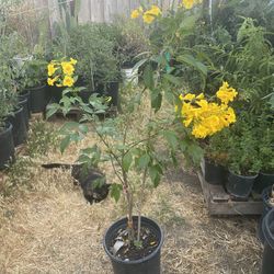 Planta De  Tronadora O An Pedro O Retama Ala Venta 