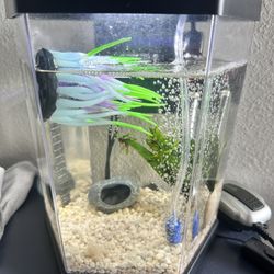 2 Gallon Fish Tank