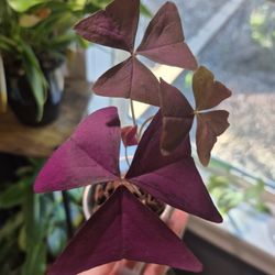 Purple Oxalis "Shamrock Plant" #2