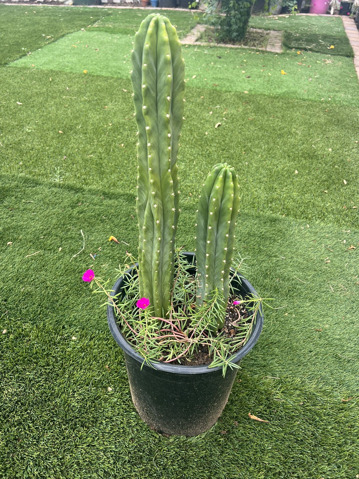 San Pedro Cactus 🌵 🌺 