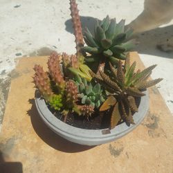 Assorted Succulent Pot