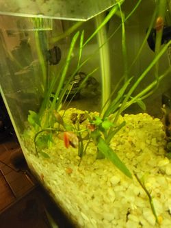Free Red Ramshorn Snails.