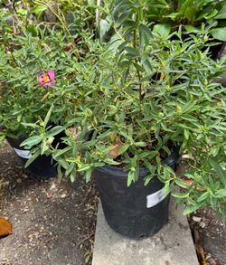 Cistus x purpureus 5 gallon