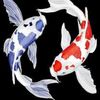 Koi Aquarium 