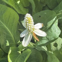 Yerba Mansa (aka Lizard Tail) — Bare root