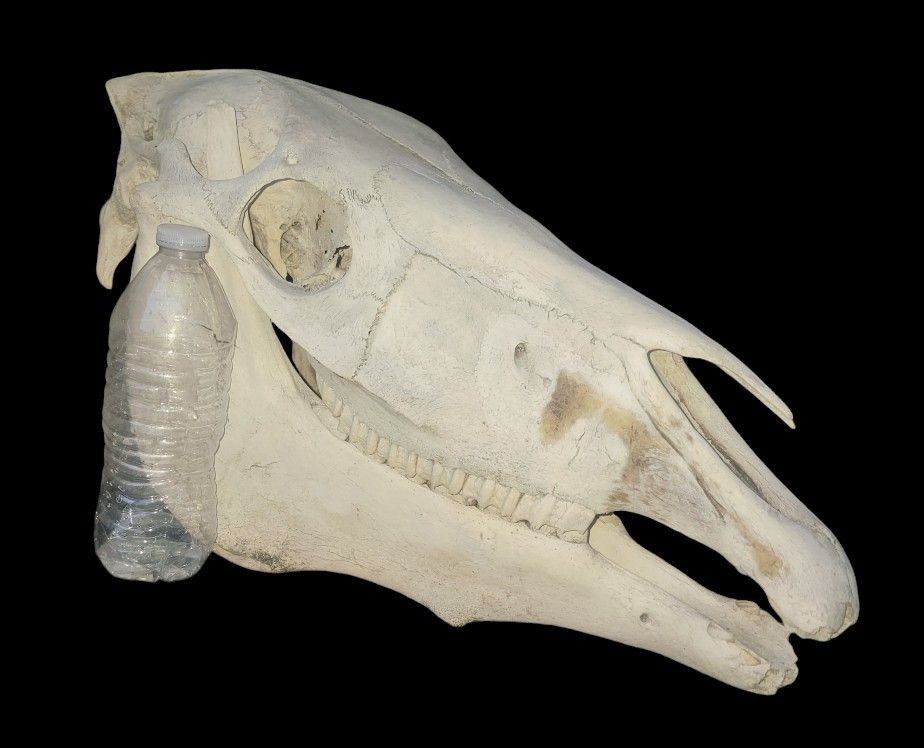 🐎 🐴 🏇 Horse Head Skull Skeleton Taxidermy Decor Hunting Wildlife