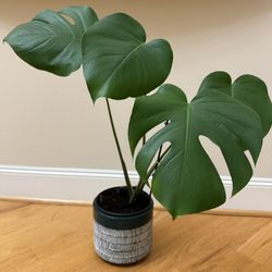 Live Healthy Monstera Deliciosa Plants In 7” Ceramic Pot