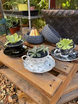 Halloween Teacup Succulent Planters